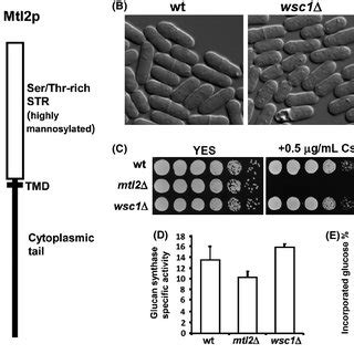 Morphology And Growth Phenotypes Of Wild Type HVP54 And Mutant