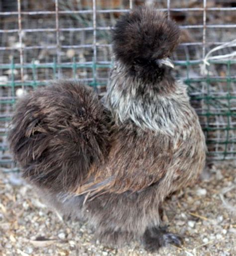 Silver Partridge Silkie Fancy Chickens Silkies Hobby Farms