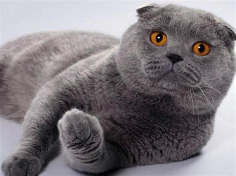 Шотландська висловуха (Скоттиш-фолд) ціна : 350 uah продаю Коти