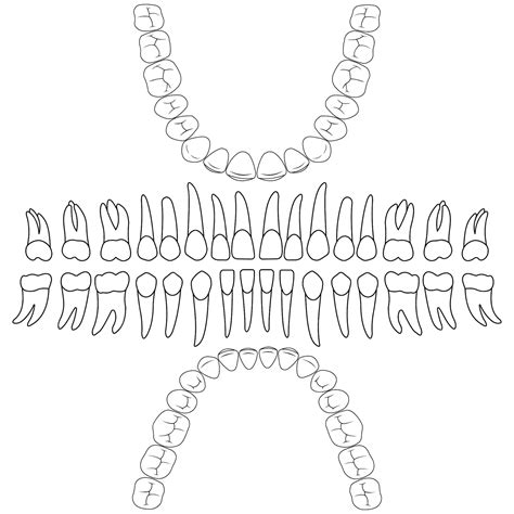 match the primates with their correct upper-jaw dental formula. 4