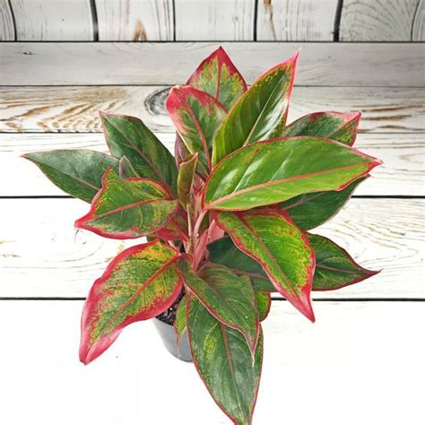 Цветок аглаонема: Тайская, Розовая, Красная, Трейба, Скромная, Сильвер