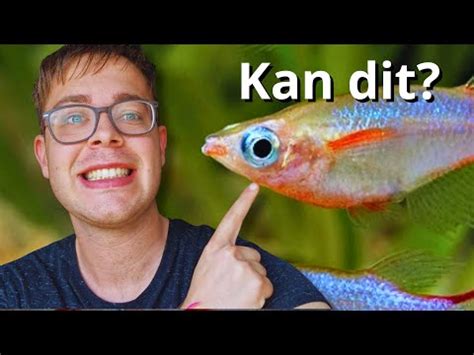 Welke Vissen Kunnen In Koud Water Youtube