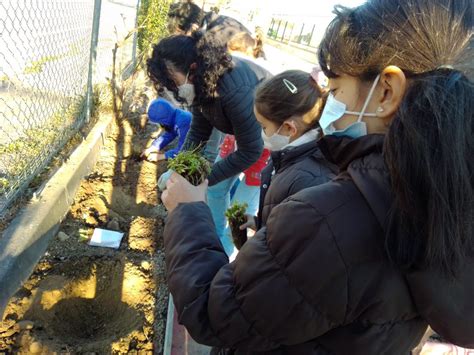 Plantas aromáticas CEIP Maestro Don Pedro Orós