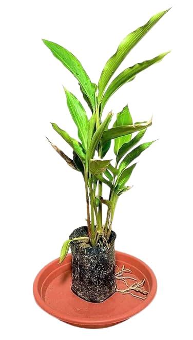 Rimi Sales Live Cardamom Plant Elachielaichi Live Plants Fruits Hybrid