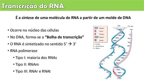 Transcrição Dna Para Rna - Aula 6 replicação do dna, transcrição do rna e síntese proteica