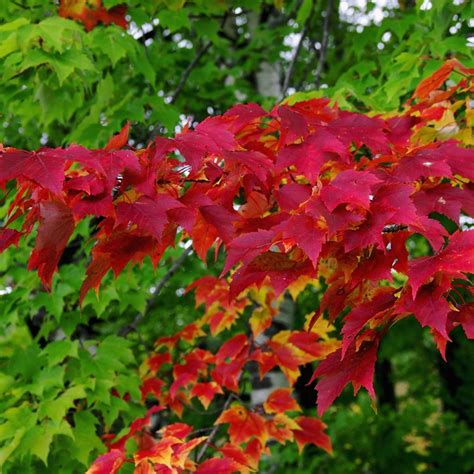 Клен красный Гиннала (78 фото) - фото - картинки и рисунки: скачать ...