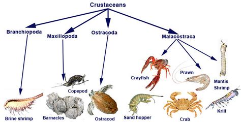 Crustaceans Study Of The Dentrecasteaux