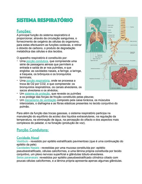 Solution Histologia Do Sistema Respirat Rio Studypool