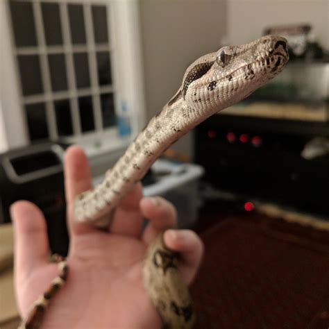Henlo Hooman Sneks