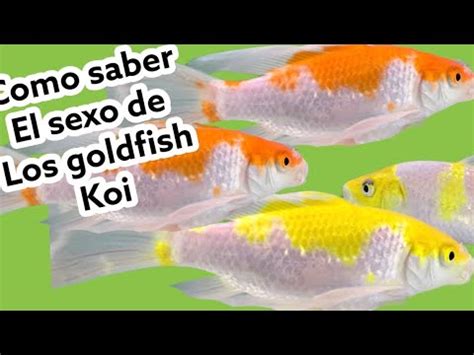 Como Saber El Sexo De Los Peces Goldfish Koi Cual Es Macho O Hembra