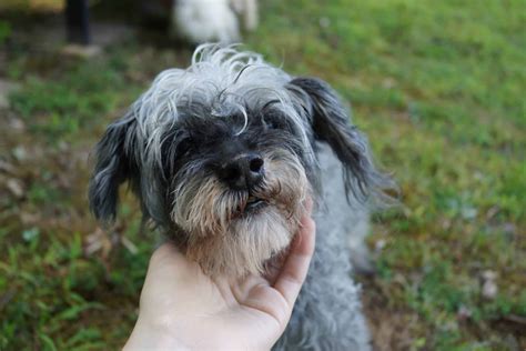 What Is A Schnauzer Poodle Mix