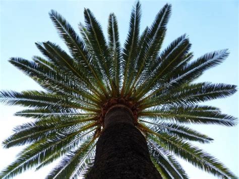 PALMERA CANARIA O FENIX CARACTERÍSTICAS CUIDADOS Y MÁS