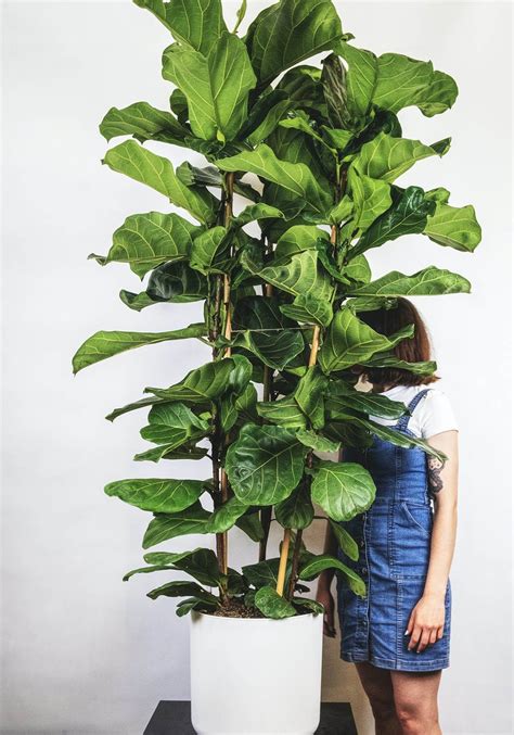 Фикус лировидный в интерьере (95 фото) - красивые картинки и HD фото