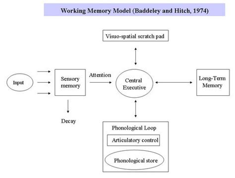 Working Memory Theory By Baddeley And Hitch 1974 Secret Garden Of The