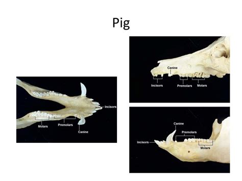 Ppt Teeth Powerpoint Presentation Free Download Id2600301