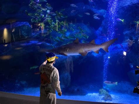sumida aquarium exhibits ticket   expect
