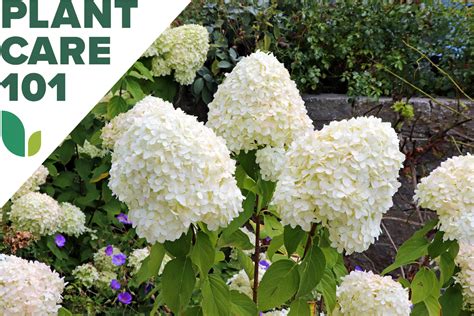 hydrangea care    grow hydrangeas   home garden bob vila