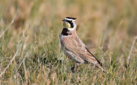 Horned Lark | Audubon Field Guide