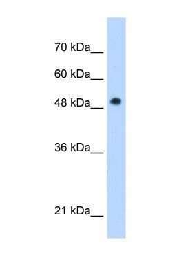 Adiponutrin Pnpla Antibody Nbp Novus Biologicals