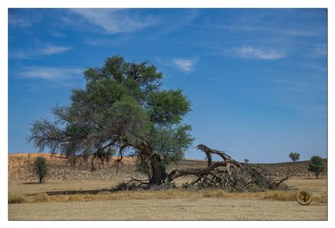 Rooiputs Kgalagadi Camelthorn Tree Different Seasons Backcountry