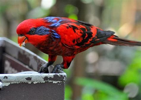 попугаи ЛОРИ или ЛОРИЕВЫЕ (Loriinae) | Beautiful birds, Exotic birds ...