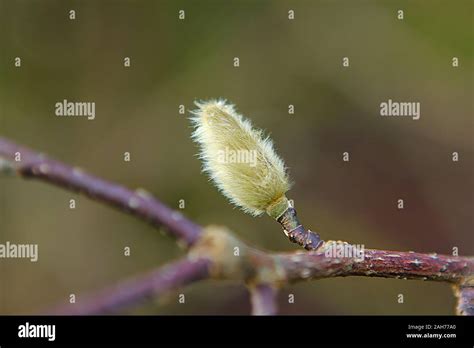 Spring Background With Pussy Willow Branches With Catkins Stock Photo Alamy