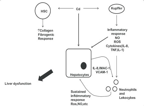 Figure 1 General Mechanism Of Cadmium Induced Liver Damage Different