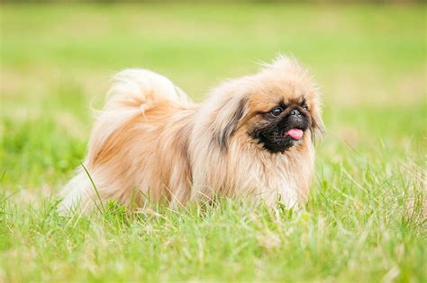 Pekingese Dog Breed Profile Personality Facts