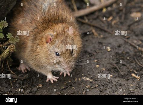 Common Brown Rat Stock Photos And Common Brown Rat Stock Images Alamy