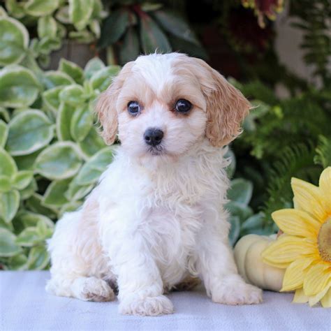 Cavachon Puppies for Sale (Cute, Smart, & Healthy) | VIP Puppies