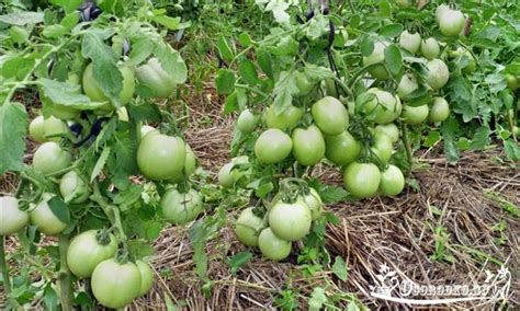 помидоры сорт "Столыпин" | Растения, Вертикальные огороды, Садоводство