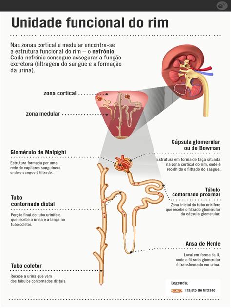 Qual A Unidade Funcional Do Rins