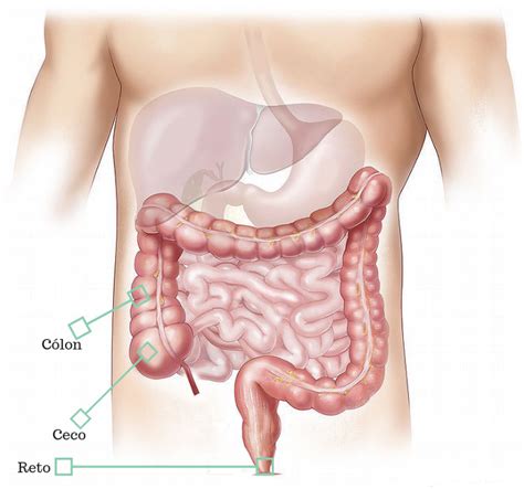 Intestino Grosso anatomia tamanho e doenças resumo