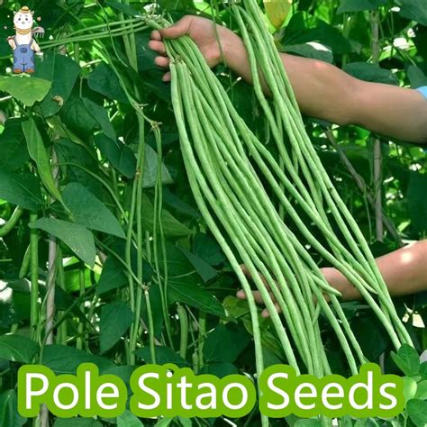 POLE SITAW SEEDS - (20seeds/pack) BONGGA VARIETY / Sitao Sitaw Seeds ...