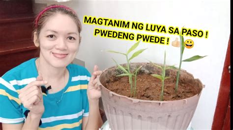 Paano Magtanim Ng Luya Sa Paso Pwede Kaya Youtube