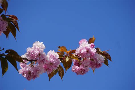 Japanese Cherry Tree Free Stock Photo - Public Domain Pictures