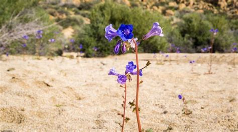 10 Surprising Facts About Desert Marigold Facts Net