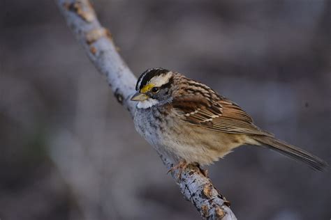 White-throated Sparrow | Audubon Field Guide