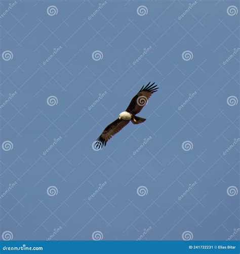 Wild Eagle Soaring High Above Patong Beach Phuket Thailand Seeking Food