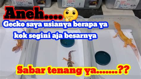 Pemula Masih Bingung Heran Dengan Usia Gecko Yang Dimilikinya Sejak