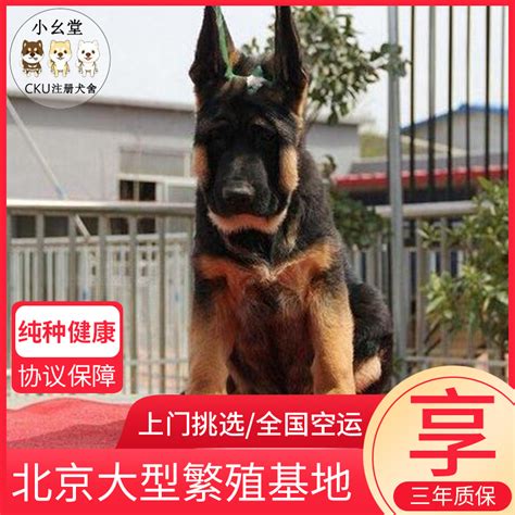 德牧幼犬纯种德国牧羊犬黑背狼狗锤系弓背警犬赛系德牧种公配种 虎窝淘