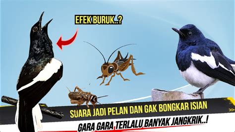 Efek Samping Jangkrik Untuk Kacer Jika Diberikan Terlalu Banyak