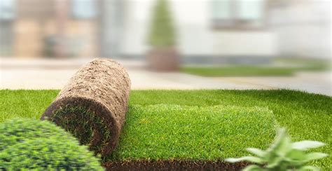 Виды газонных трав | Сибирские газоны - Сибирские газоны