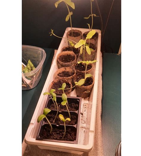 Victory Gardens - Let's Grow Ohio! | #OhioVictoryGardens