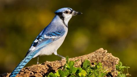 Birds That Look Like Blue Jays 15 Similar Species Pictures