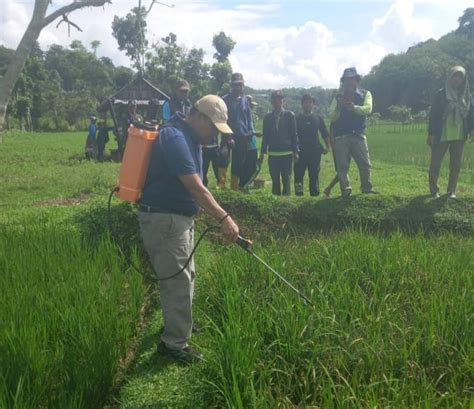 Dinas Pertanian Kaur Turun Tangan Atasi Hama Blas Dan Kresek Serang Padi