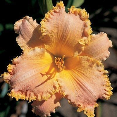 Our Joy To The World Daylily Is A Very Lovely Softest Cameo Pink Blend