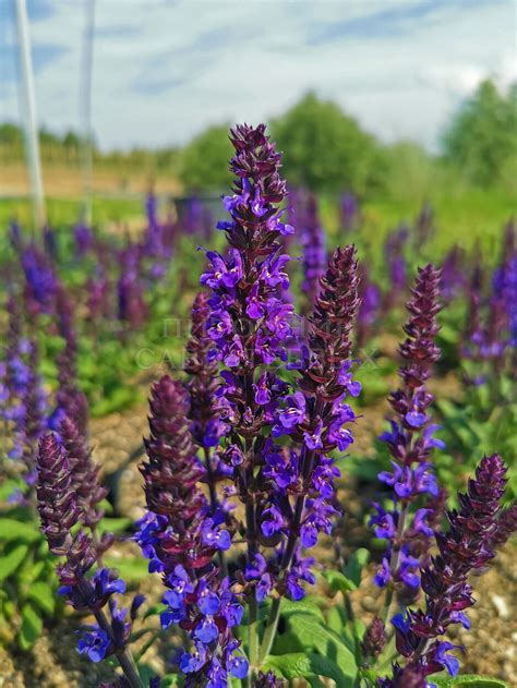 Шалфей пышный "Мерло Блю Компакт" 🌿 по цене от 470 ₽ купить саженцы в ...