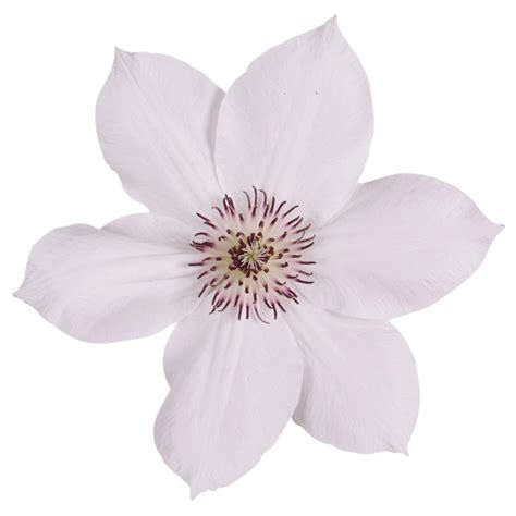 Waldrebe Boulevard Farbenauswahl Höhe Ca 50 Cm Topf Ca 2 L Clematis