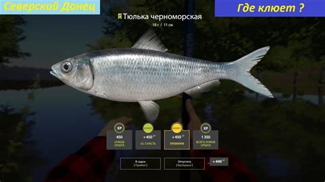 Трофейная тюлька черноморская река Северский Донецк Русская Рыбалка 4 ...